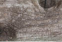 Photo Textures of Wood